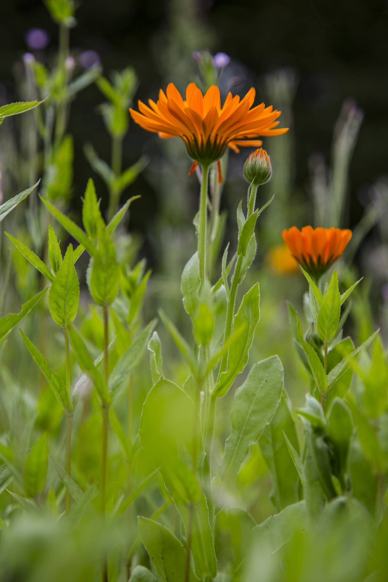 flower flowers love free photo