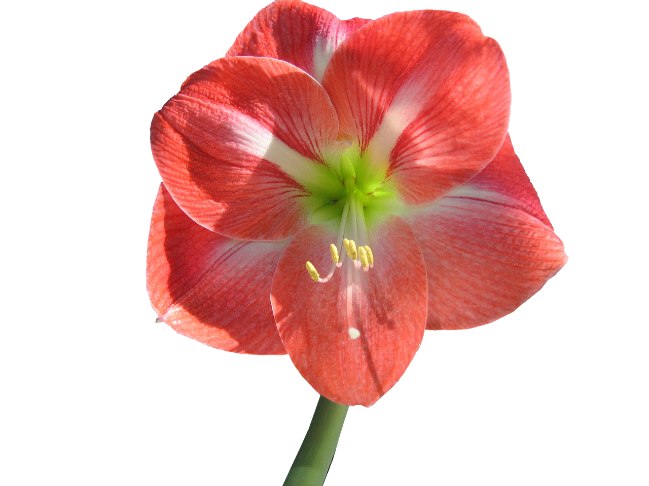 flower amaryllis no background free photo