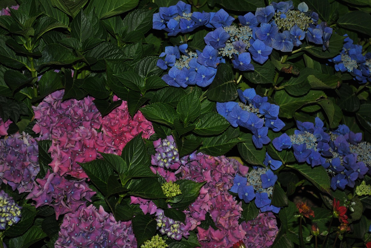 flower summer hydrangea free photo