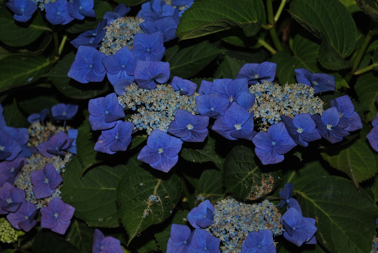 flower summer hydrangea free photo