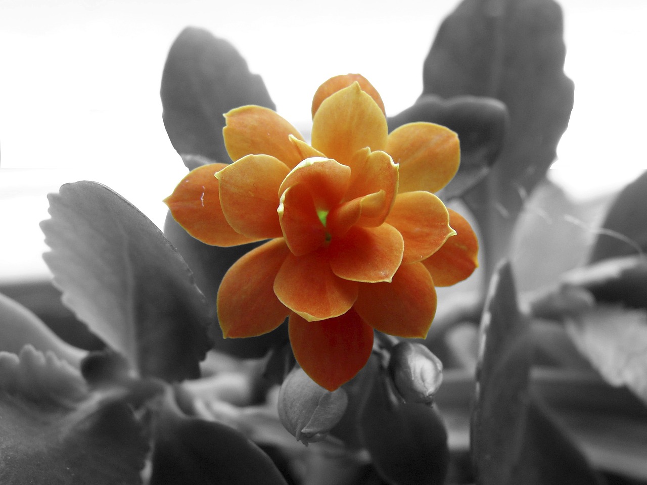 kalanchoe flower blossom free photo