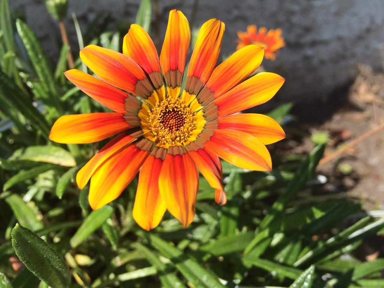 flower yellow flower orange flower free photo