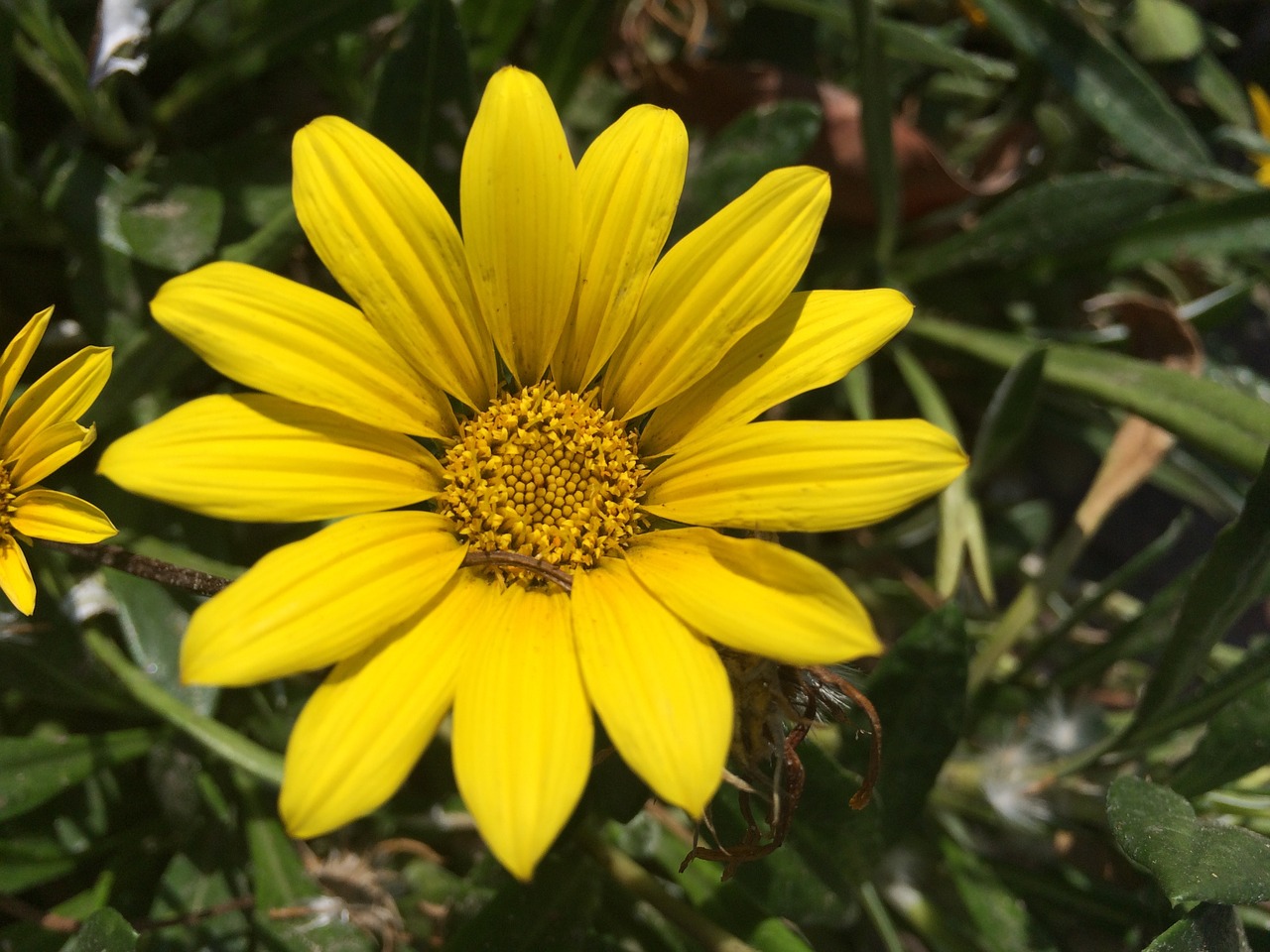 flower yellow flower orange flower free photo