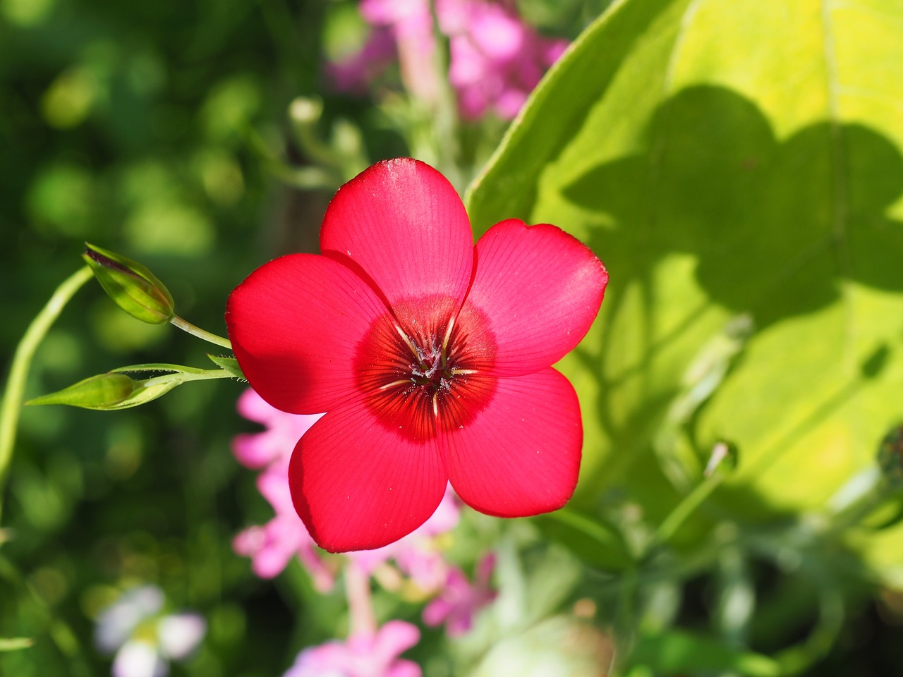 flower nature pink free photo