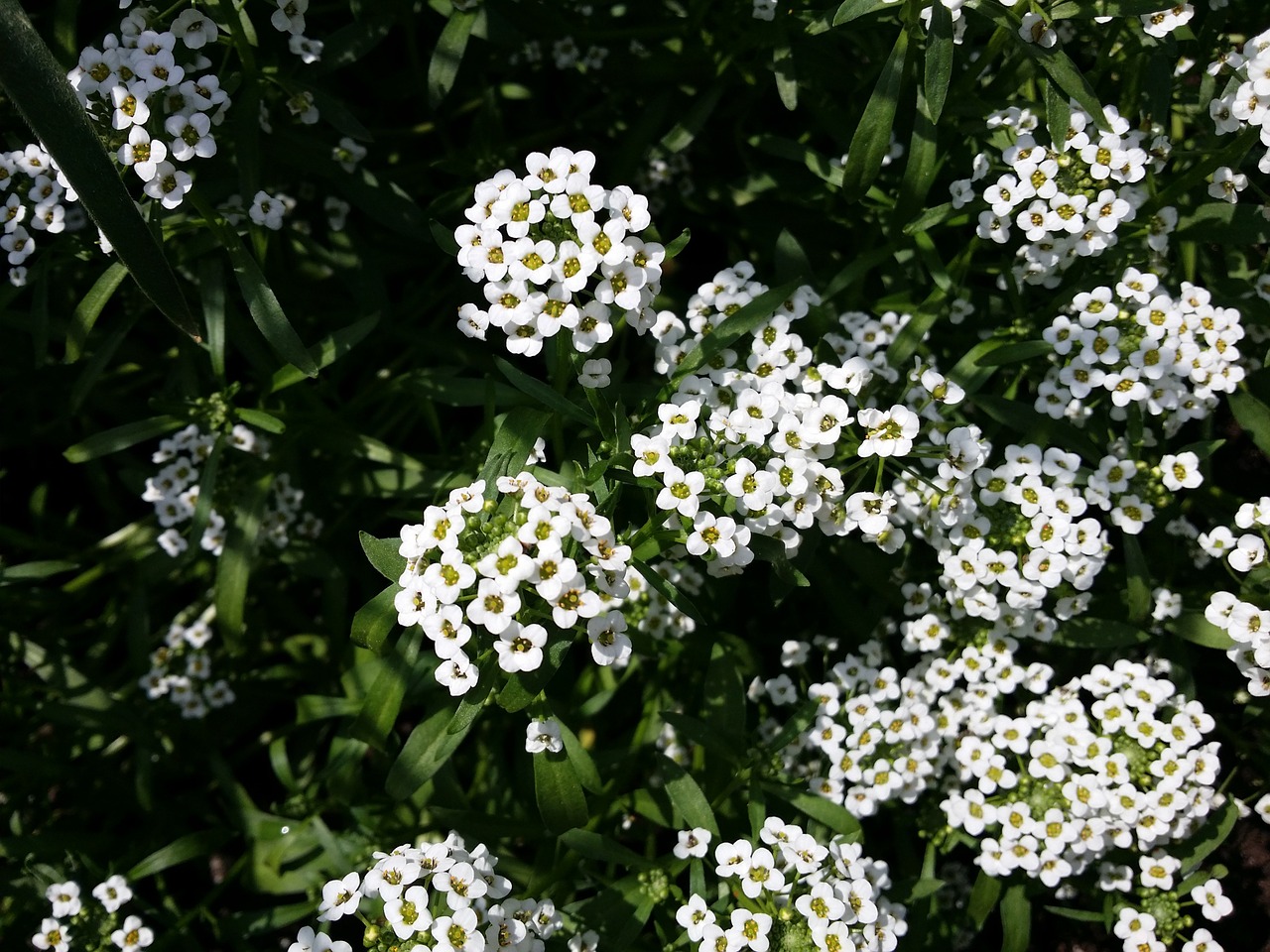 flower white blossom small flowers free photo