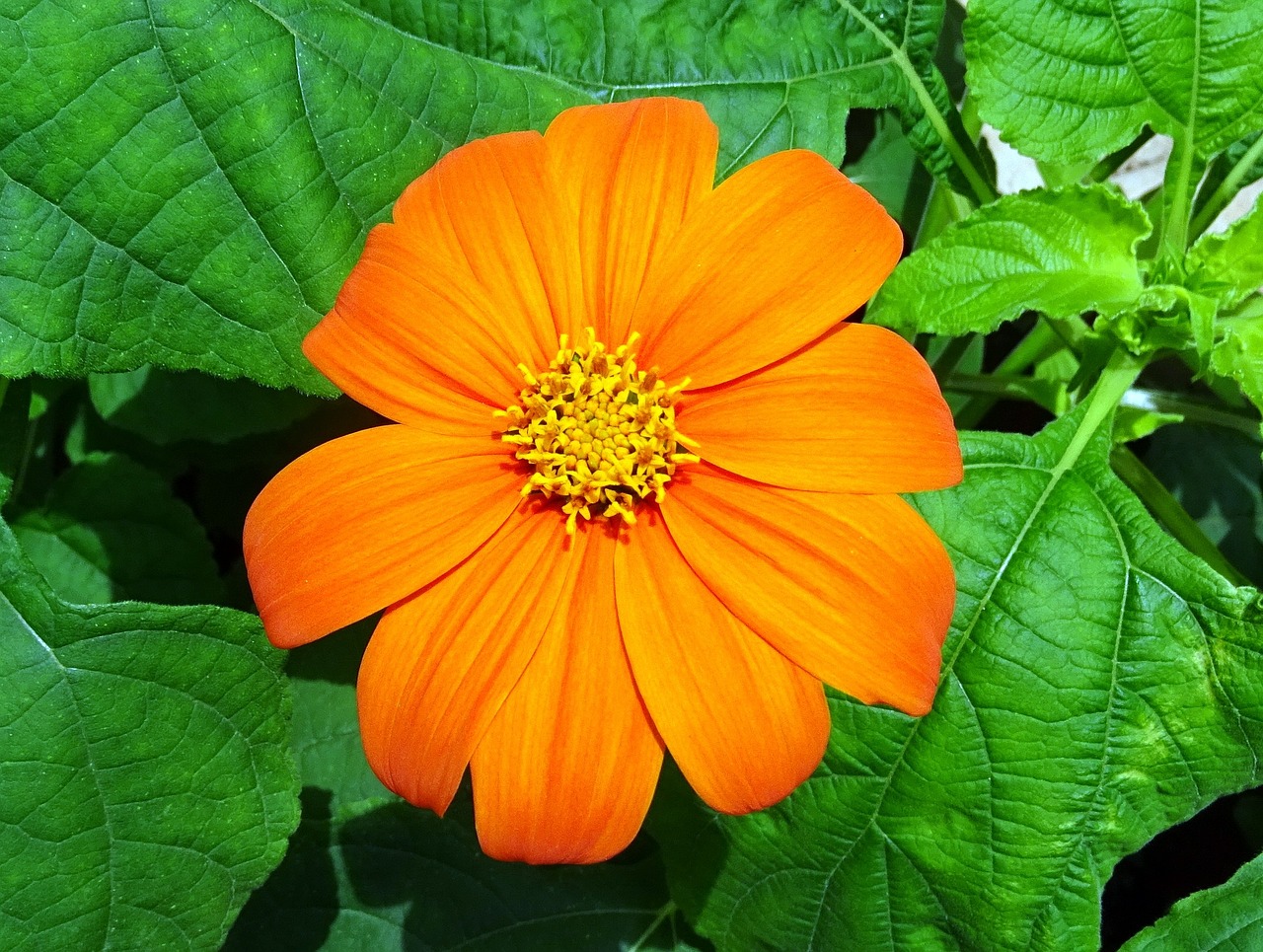flower mexican sunflower tithonia free photo