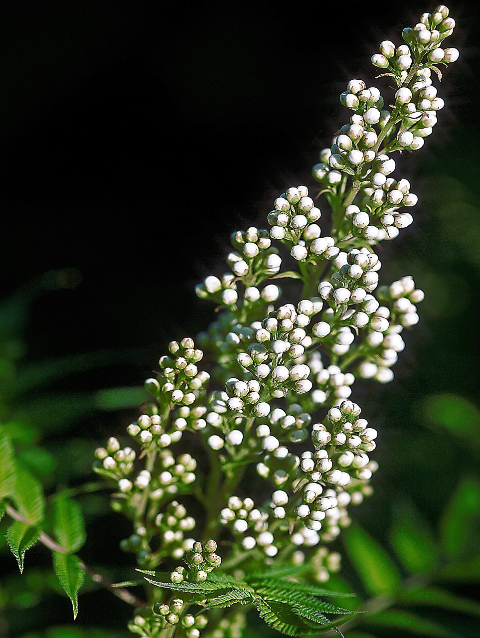 flower white flower nature free photo