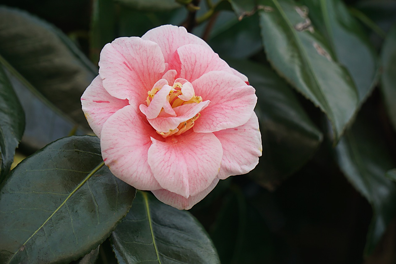 flower japan quince flowering free photo