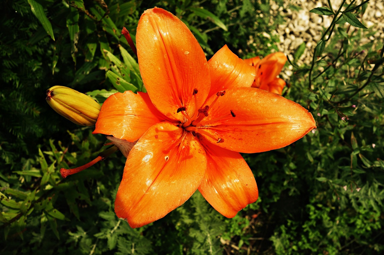 flower orange orange flower free photo