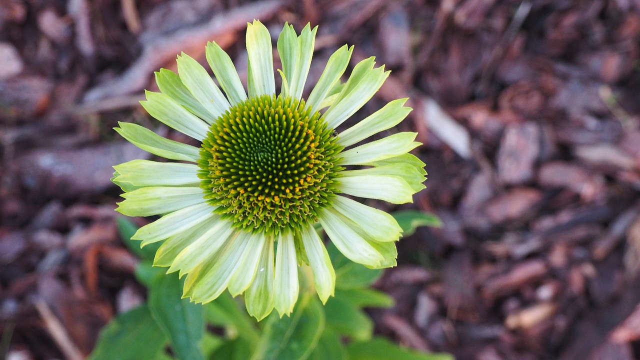 flower nature green free photo