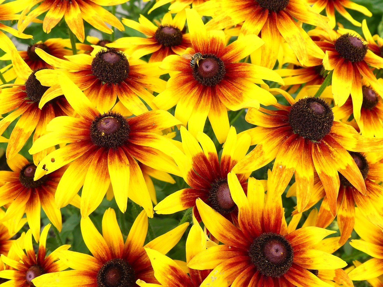 flower garden yellow free photo