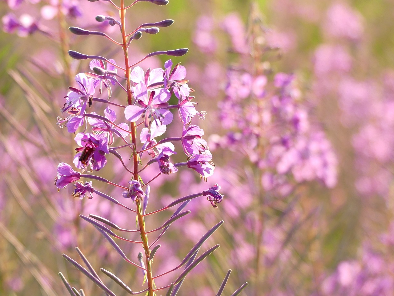 flower plant summer free photo