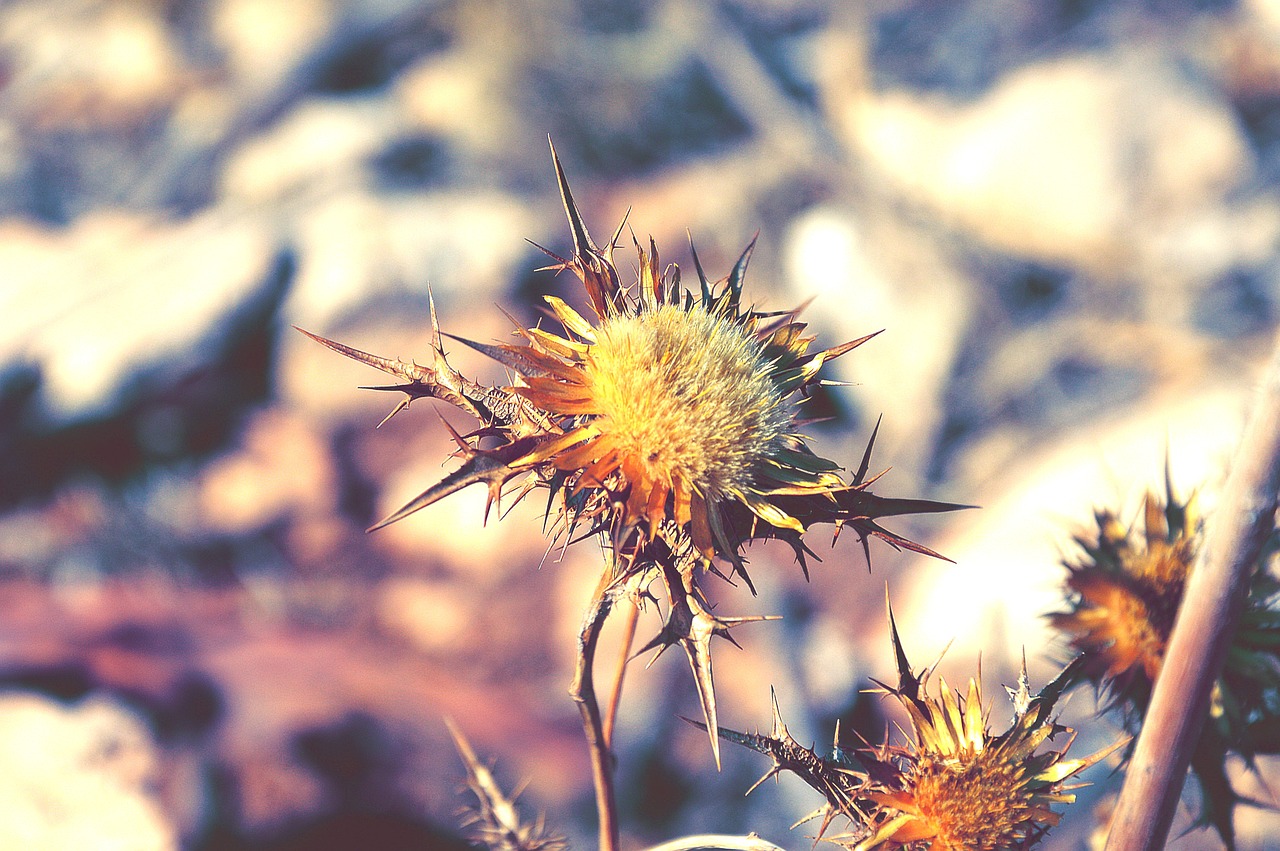 flower macro maquis free photo