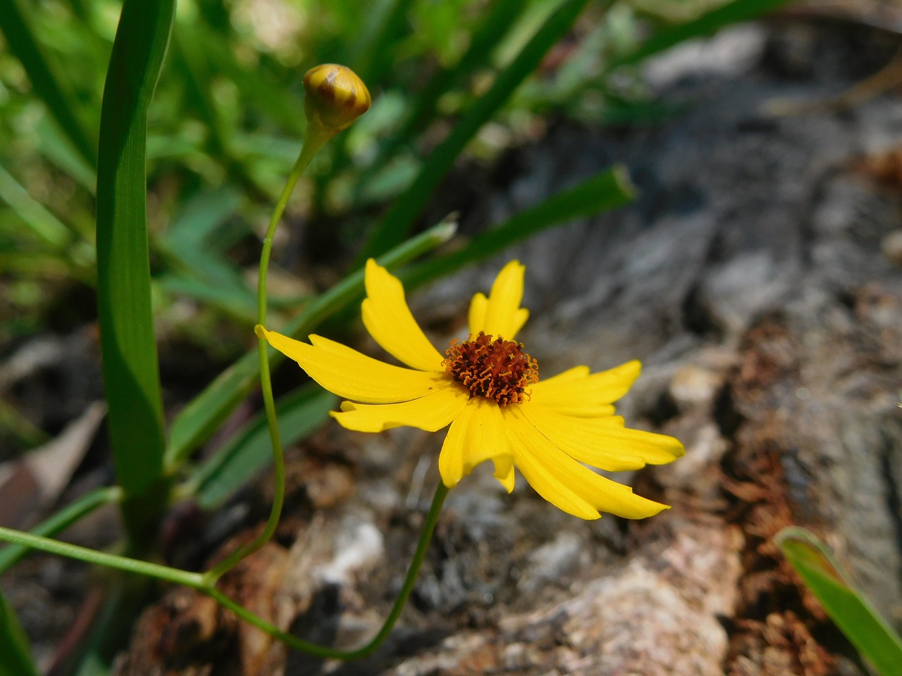 flower yellow flower plant free photo