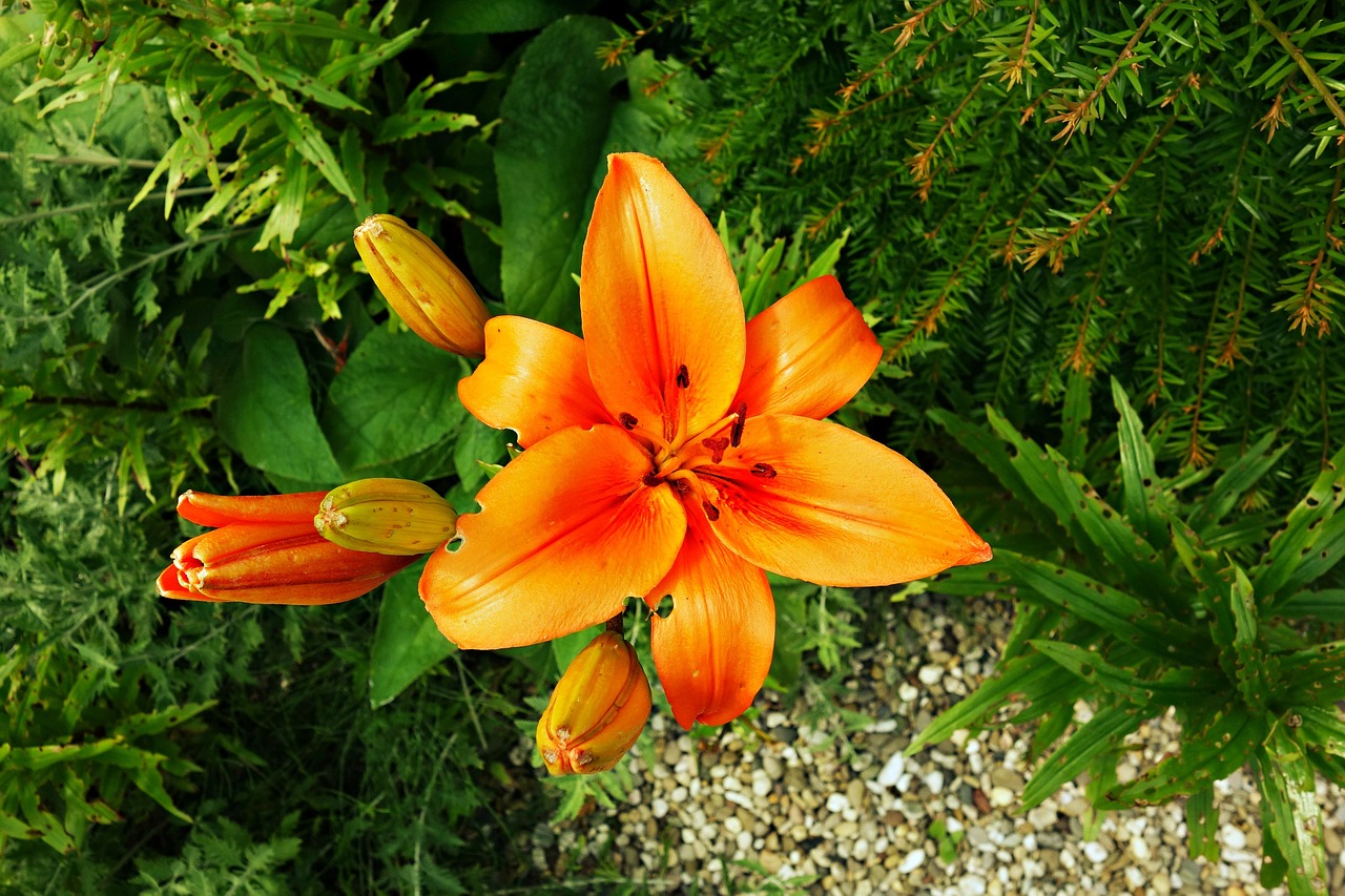 flower orange orange flower free photo