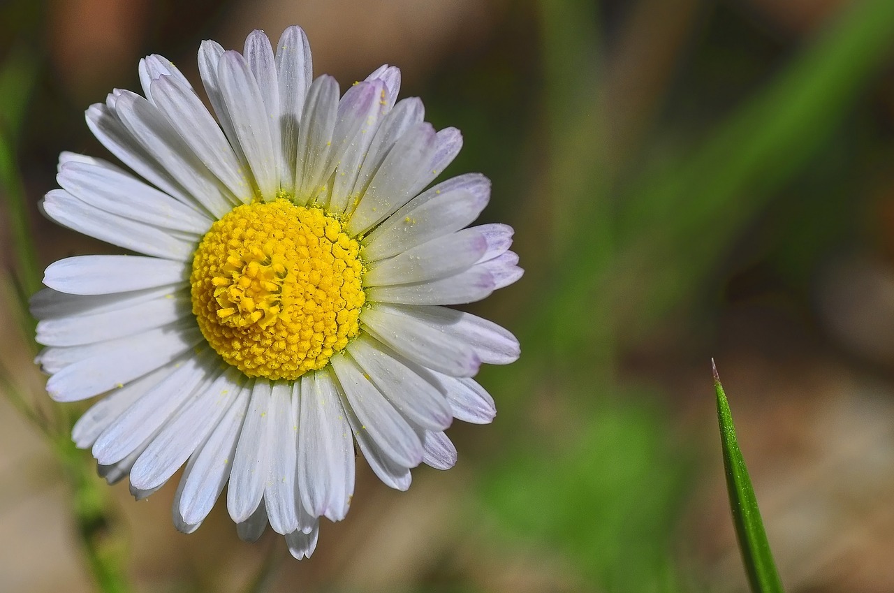 flower daisy marguerite free photo