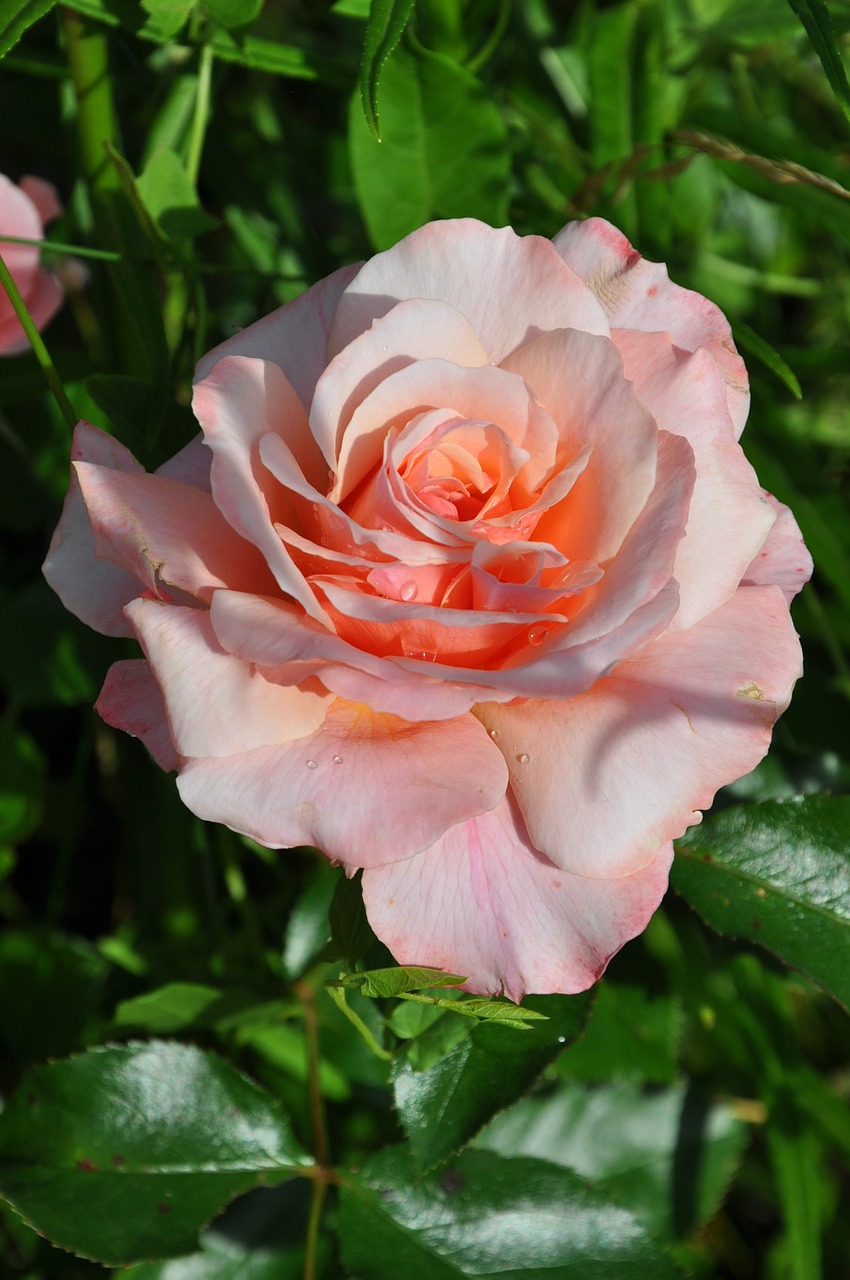 pink flower pink flower free photo