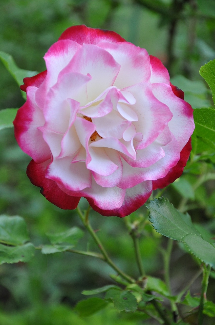 pink flower pink flower free photo