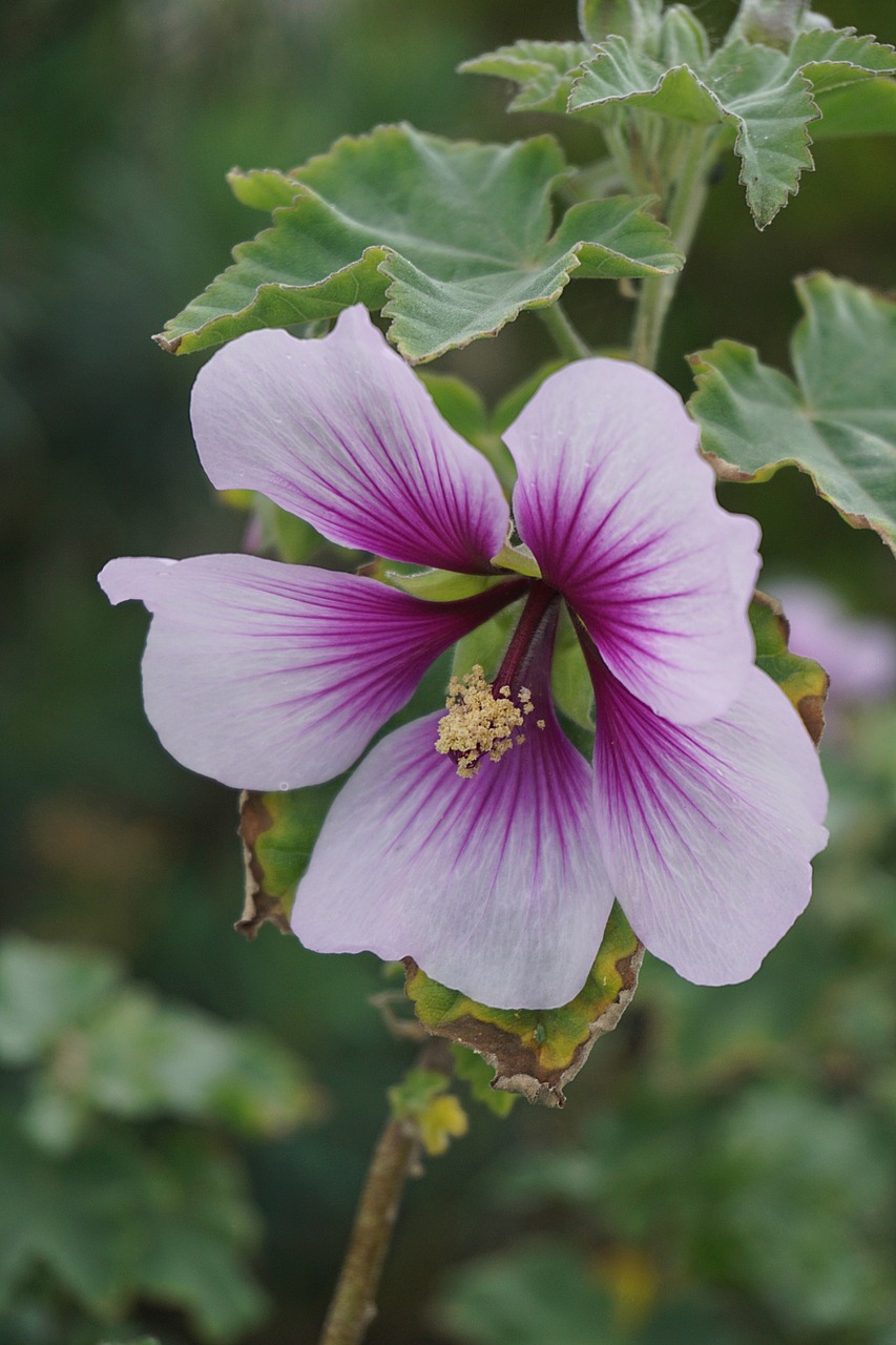 flower ibiscus botany free photo