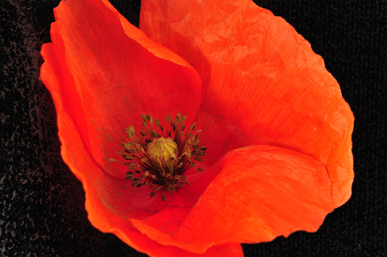 flower poppy summer free photo