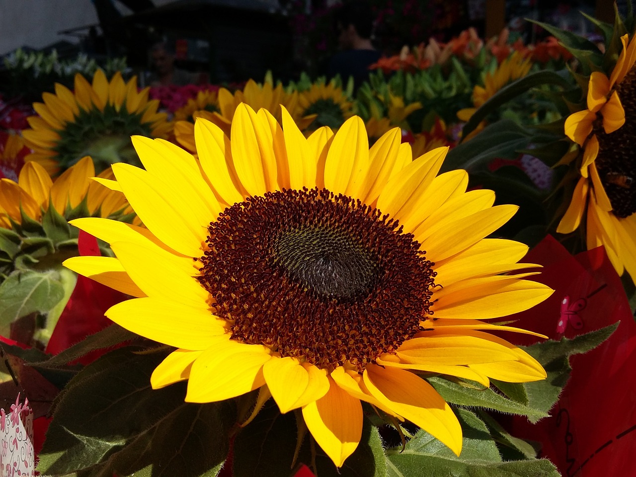 sunflower flower nature free photo