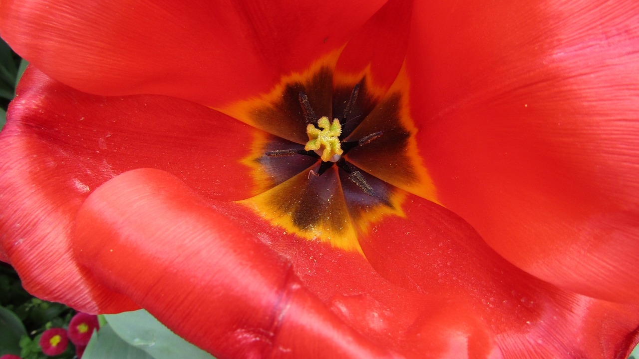 flower tulip red free photo