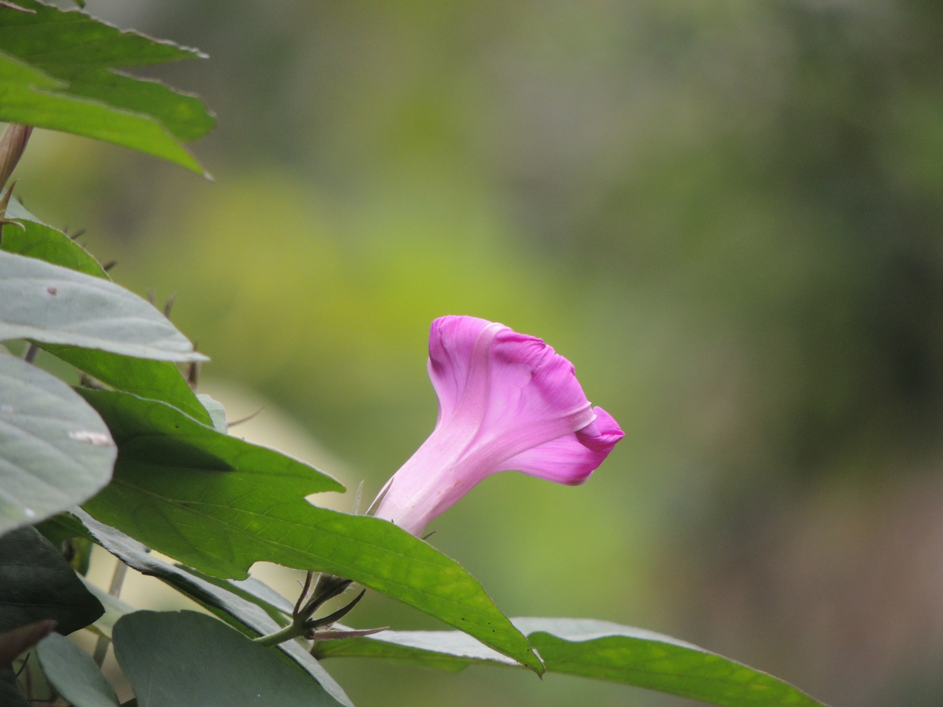 love flower grow free photo