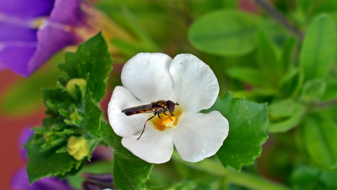 flower insect fly free photo