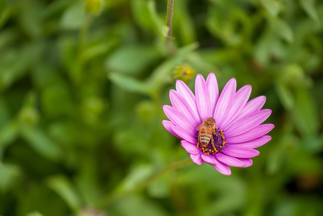 flower bee insect free photo