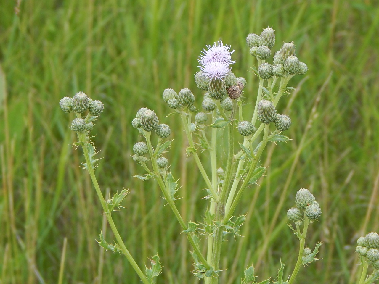 flower purple prairie free photo