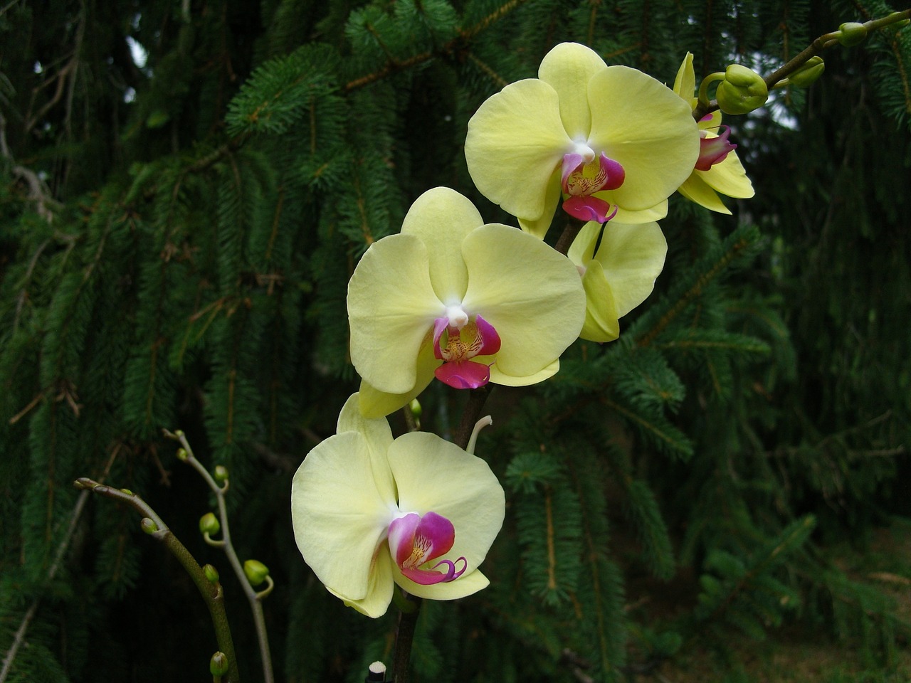 flower orchid plant free photo