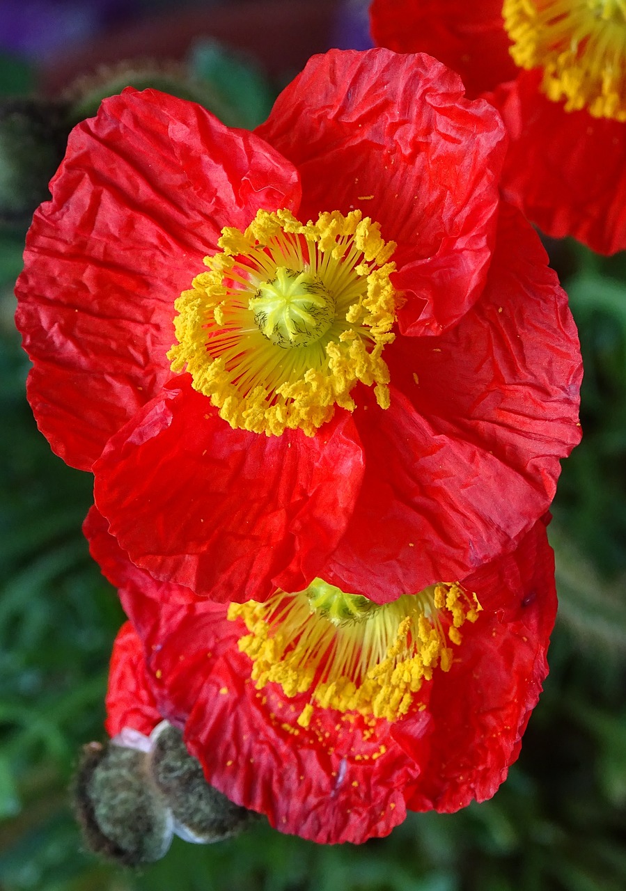 flower poppy blossom free photo