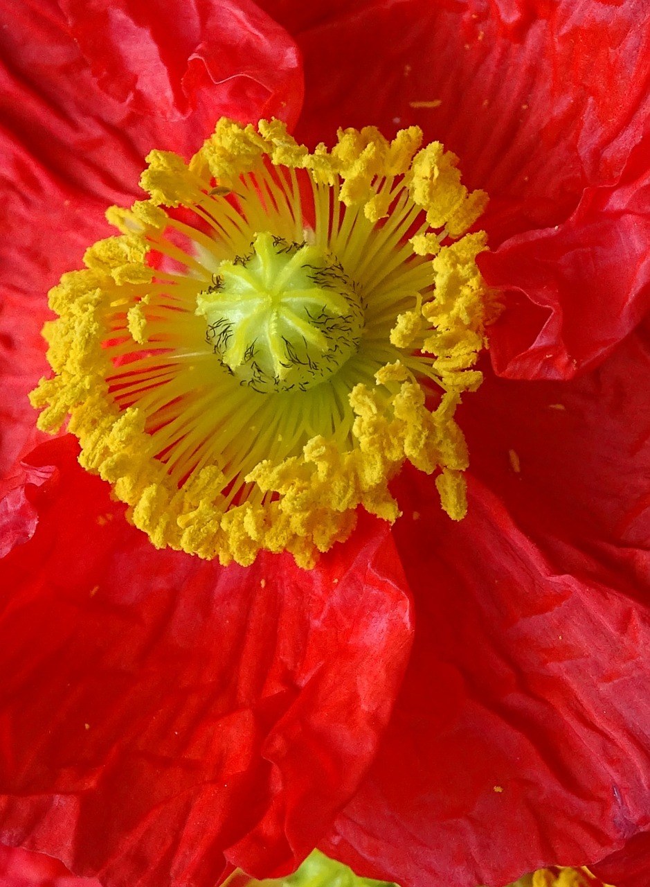 flower poppy blossom free photo