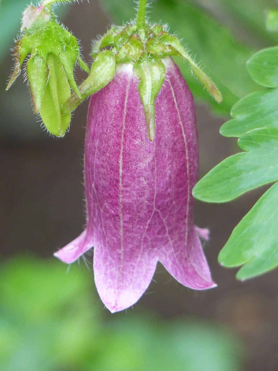 flower purple plant free photo