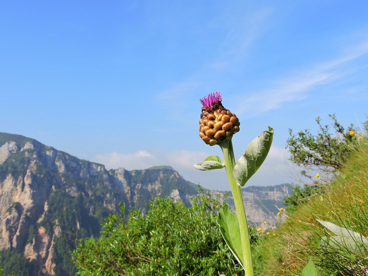 flower mountain sky free photo