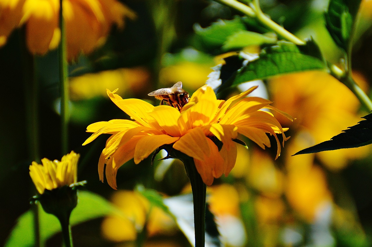 flower yellow blossom free photo