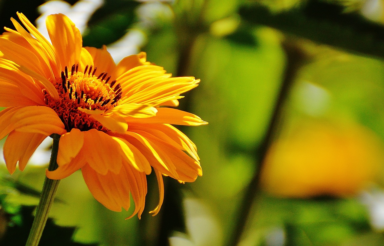 flower yellow blossom free photo