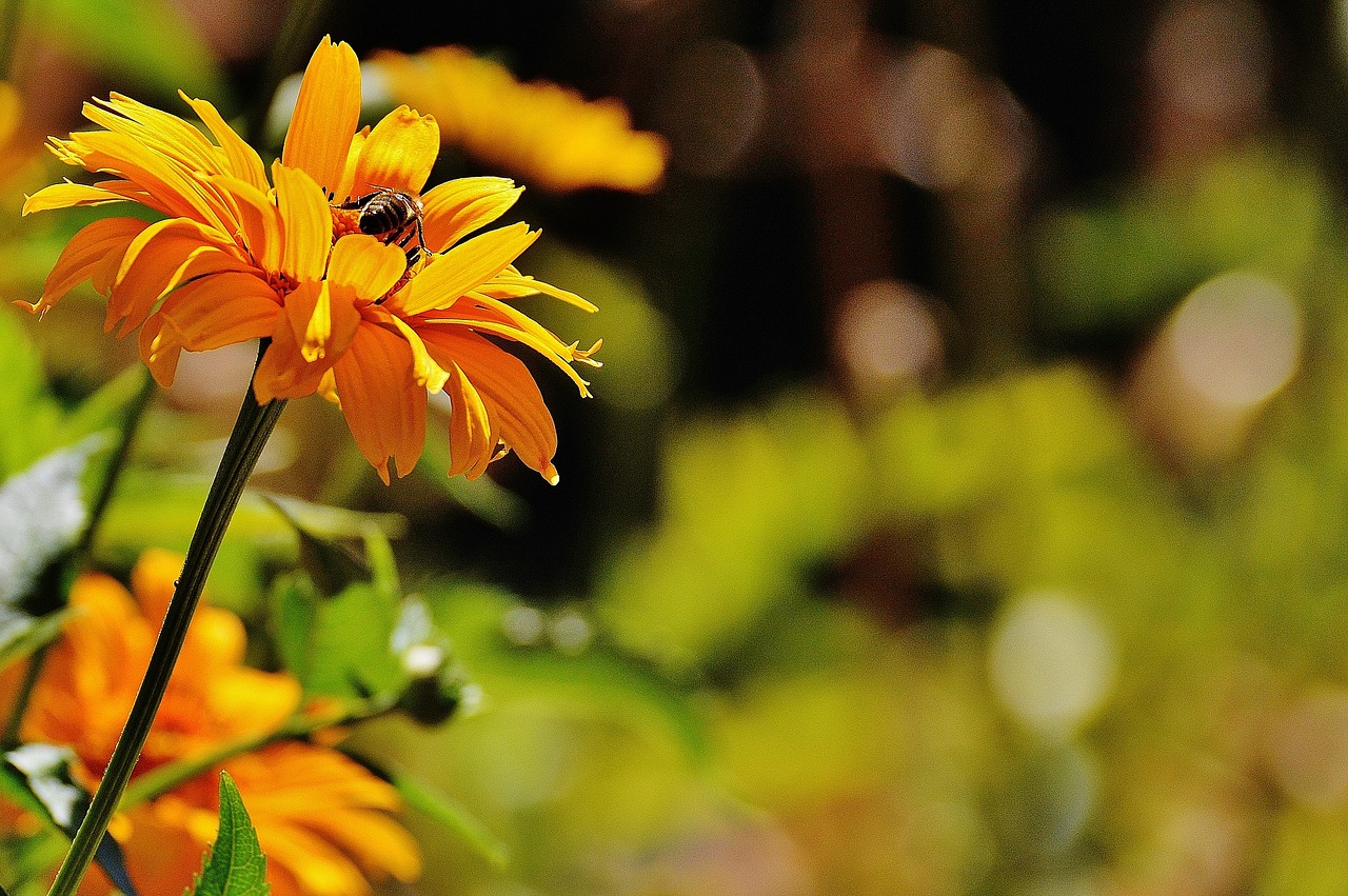 flower yellow blossom free photo