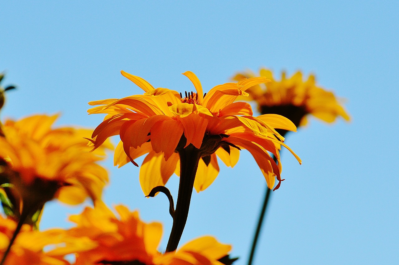 flower yellow blossom free photo