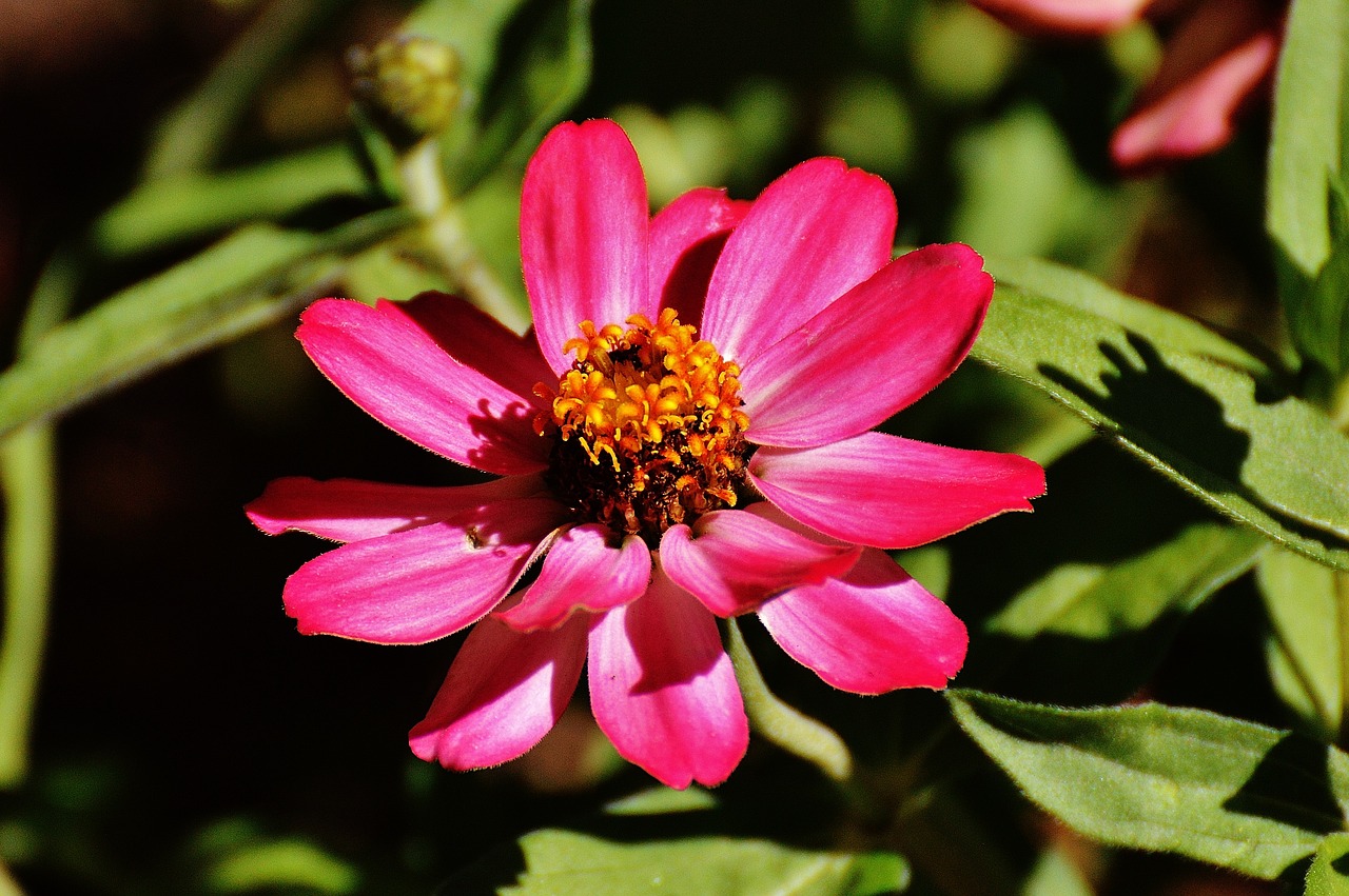 zinnia flower pink free photo