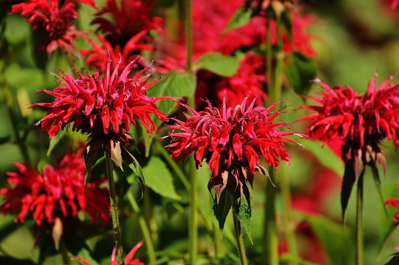 indian nettle flower red free photo