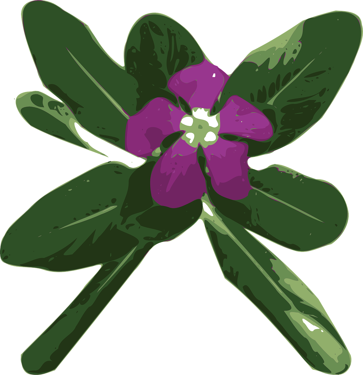 flower periwinkle leaves free photo