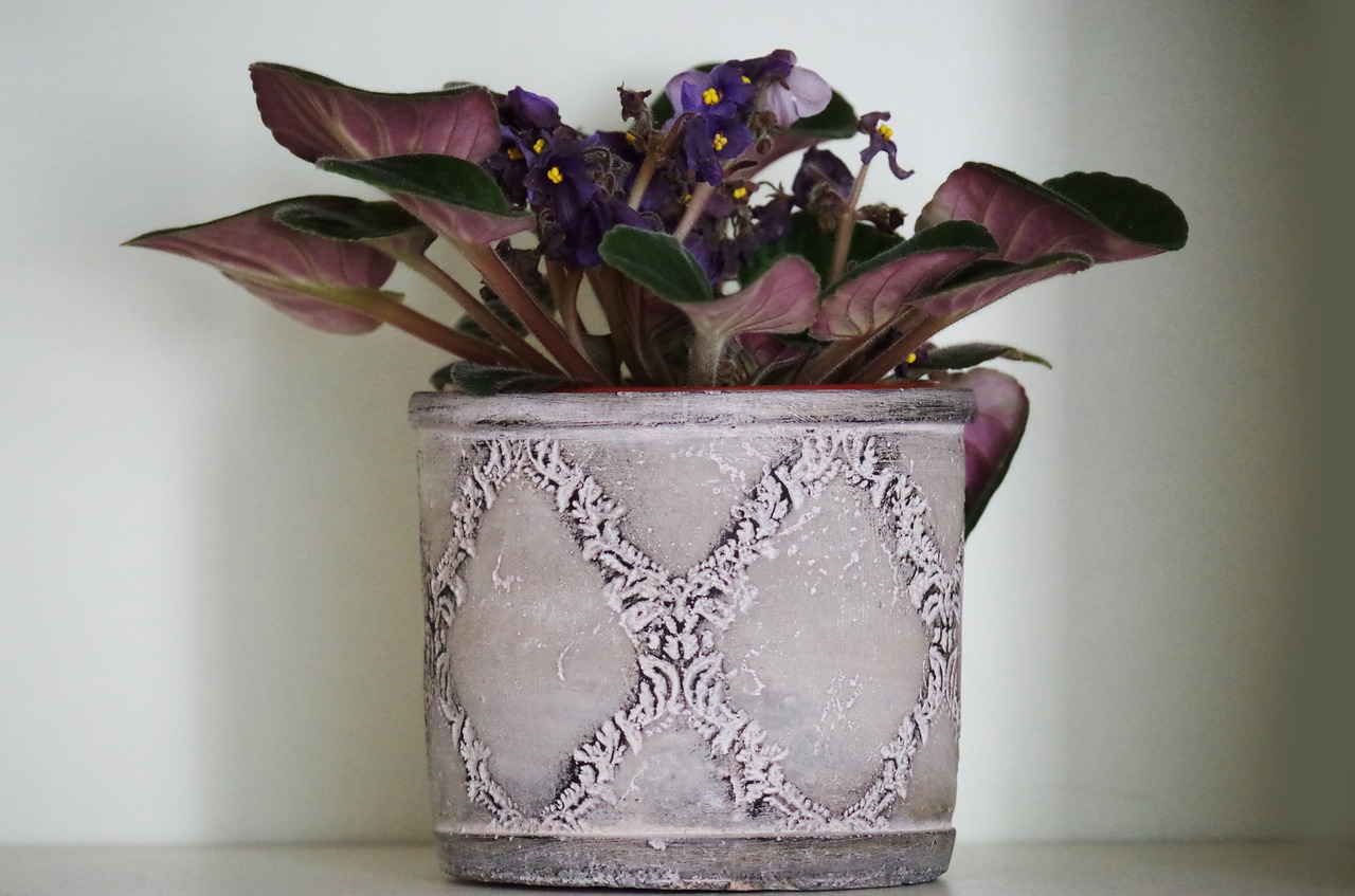 flower flower pot violet free photo