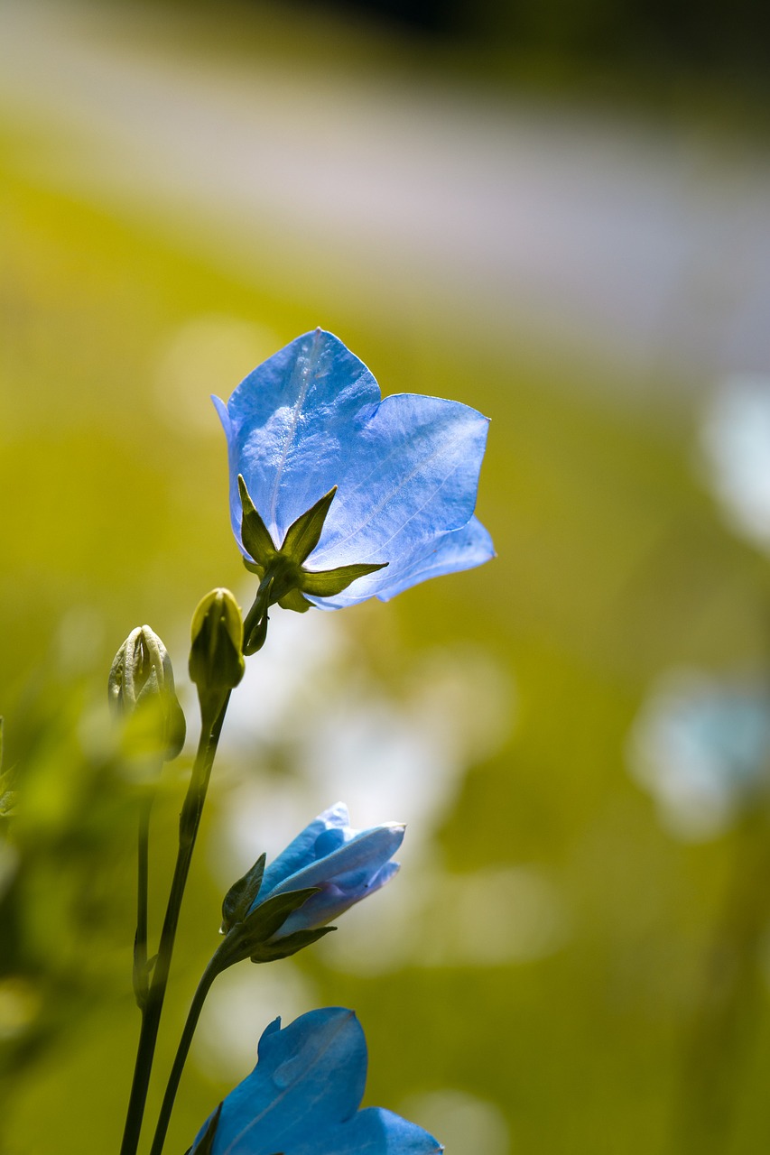flower bellflower blue free photo