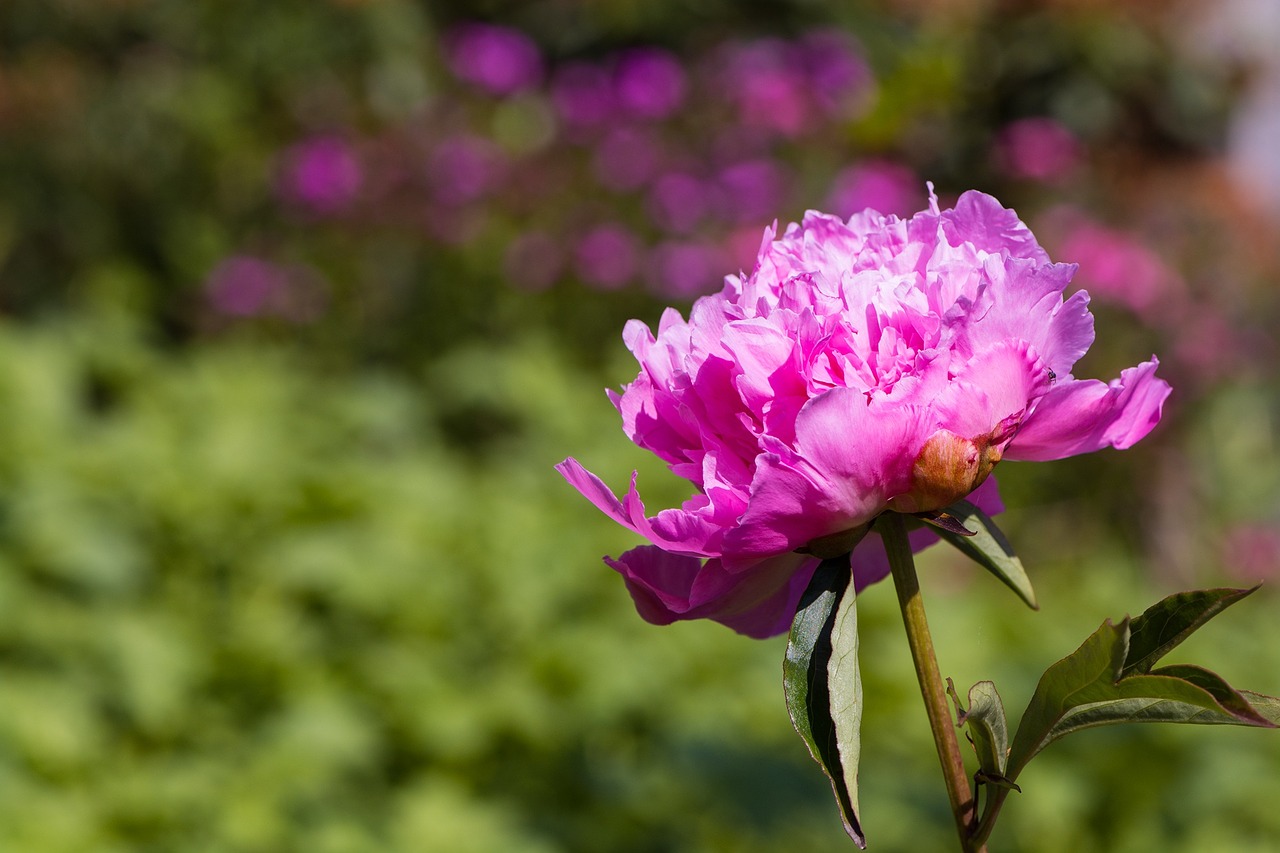 flower blossom bloom free photo