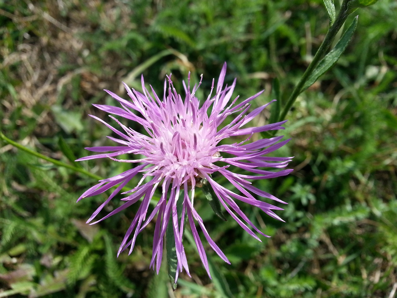 flower meadow nature free photo