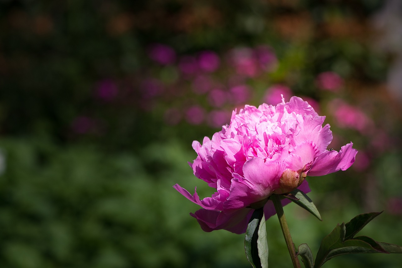 flower blossom bloom free photo