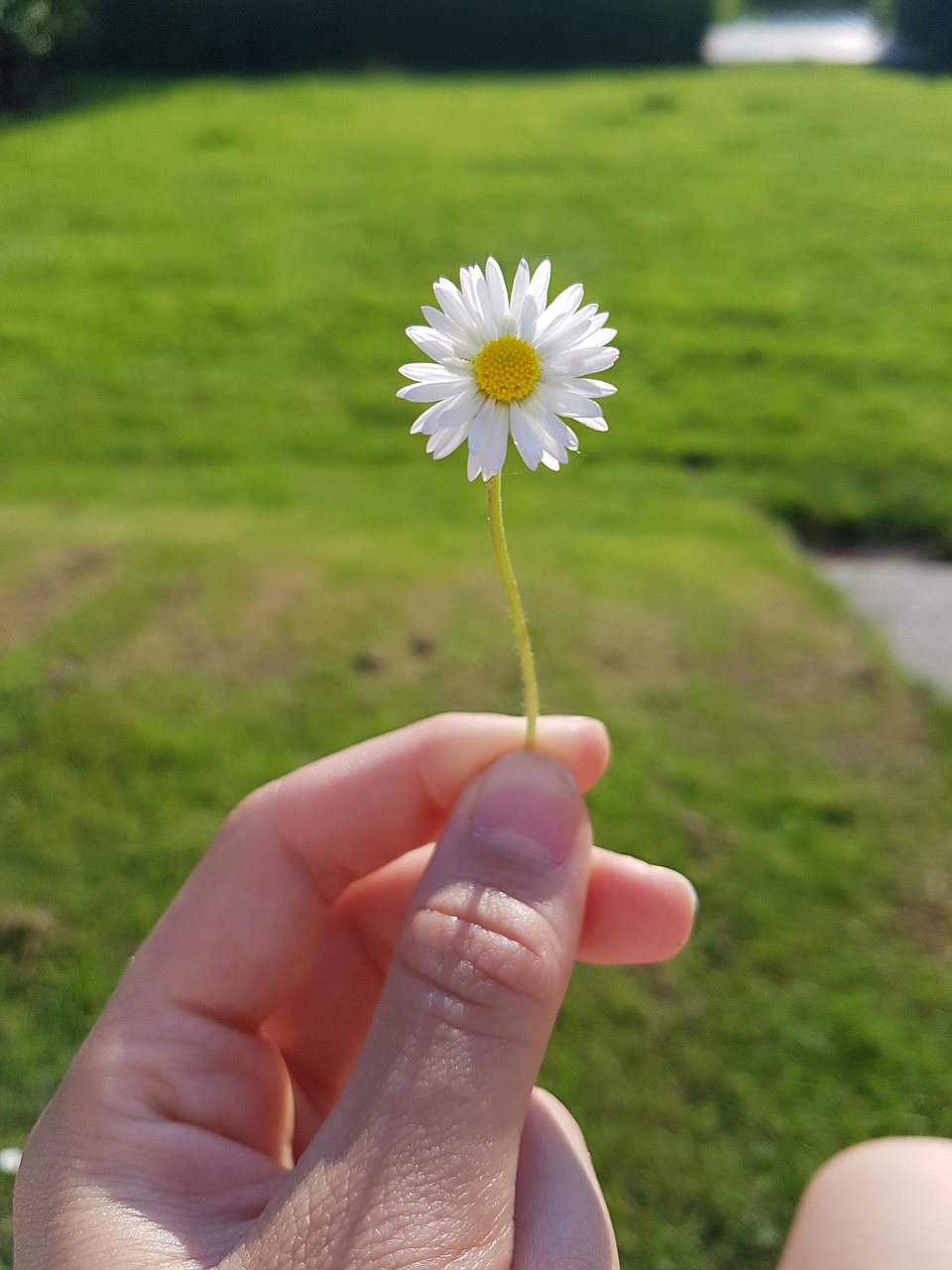 flower nature daisy free photo