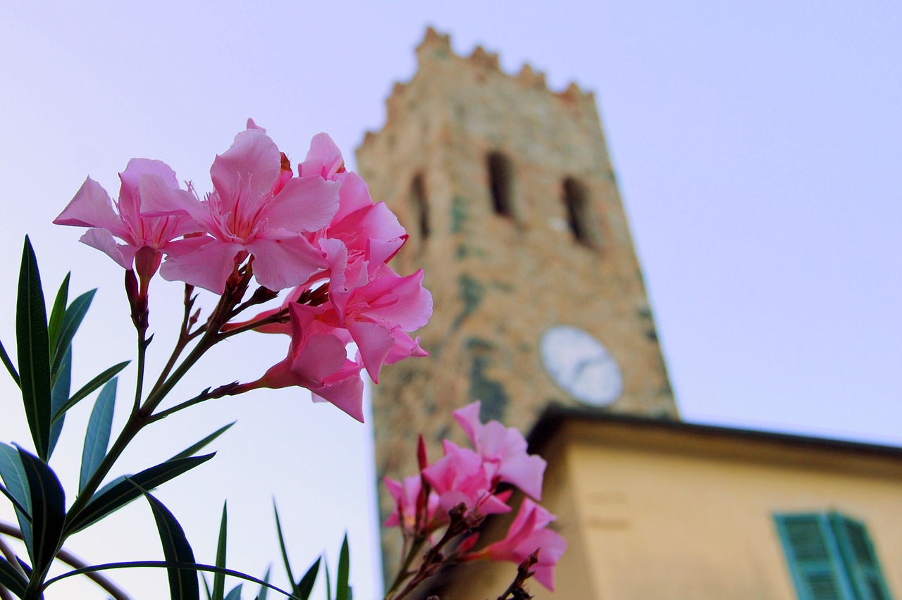 flower torre watch free photo