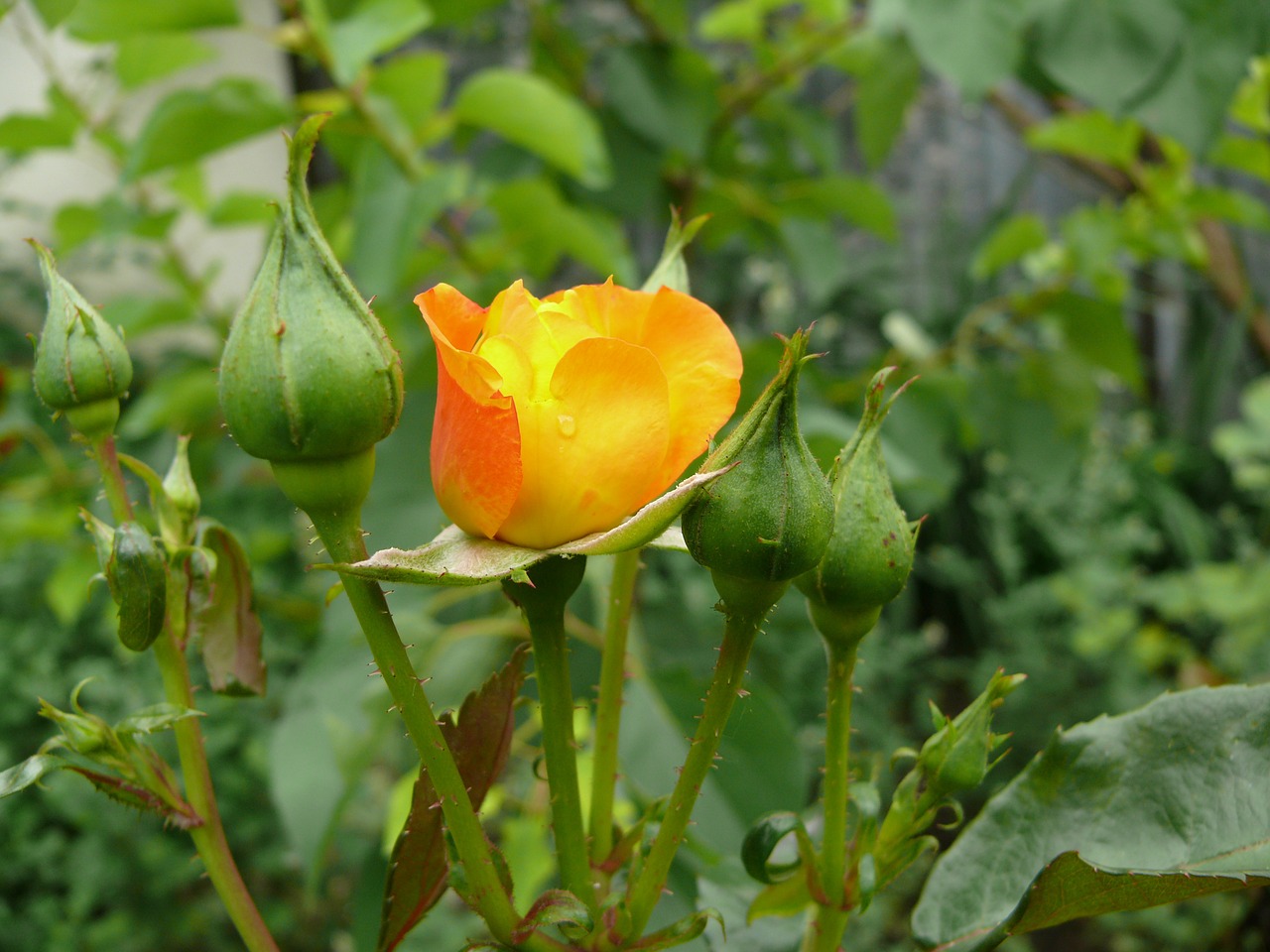 flower rose green free photo